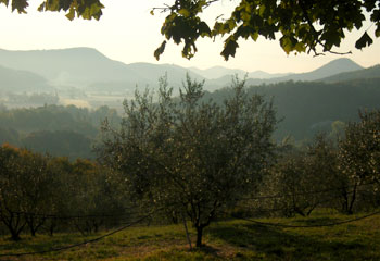 Alba nell'oliveto di Monte Sereo