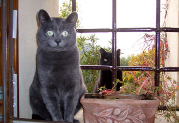 Gatti a Monte Sereo