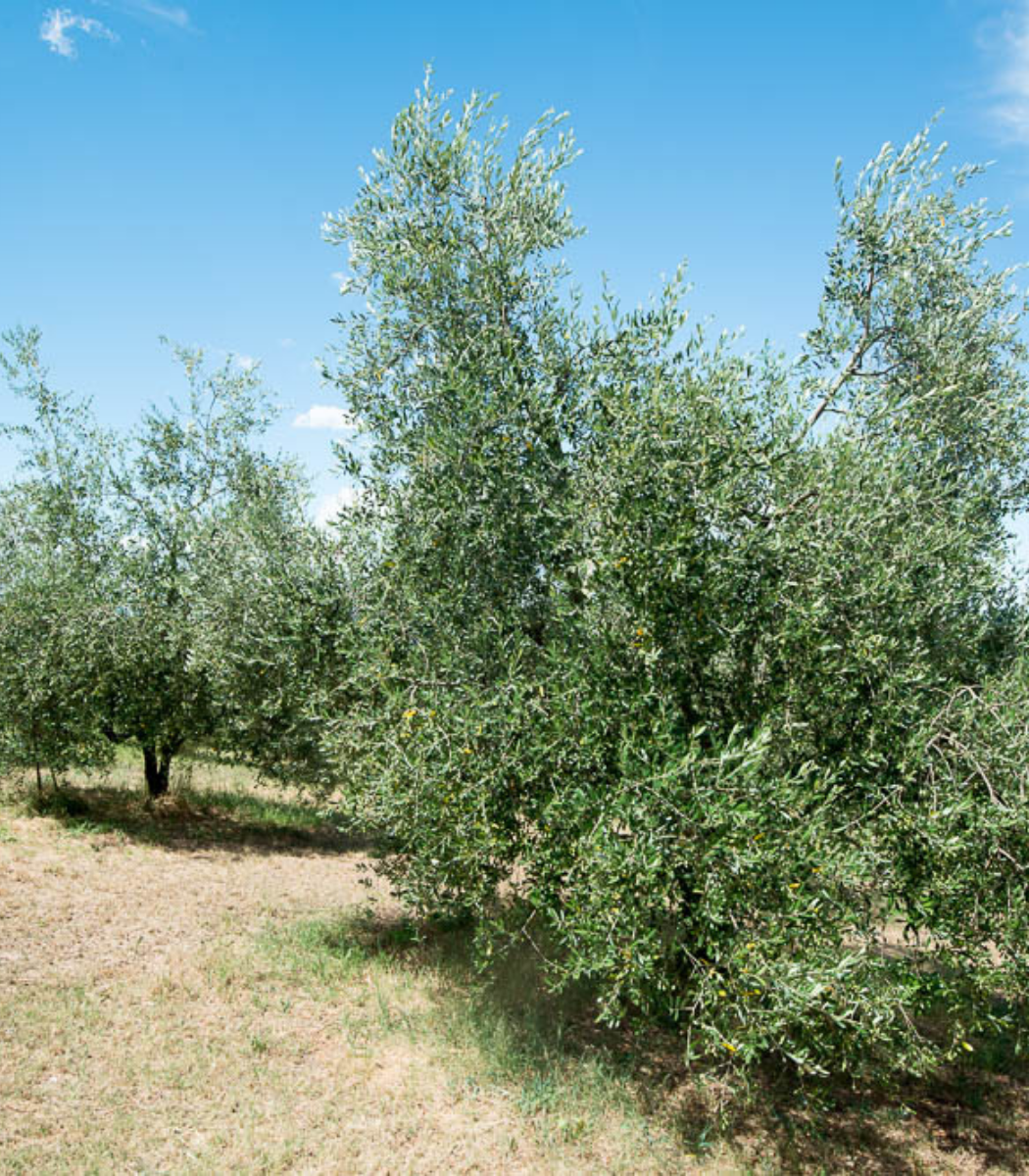 oliveto monte sereo